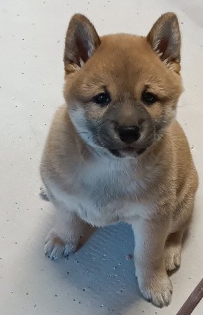 Shiba Inu