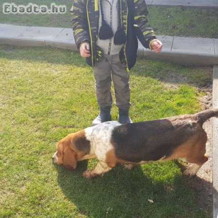 Basset hound kutyapár elado