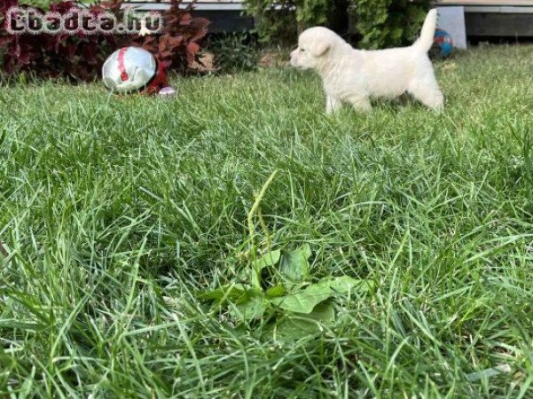 Labradorjainktól kiskutyák elérhetőek