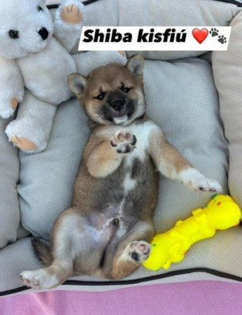 Shiba inu