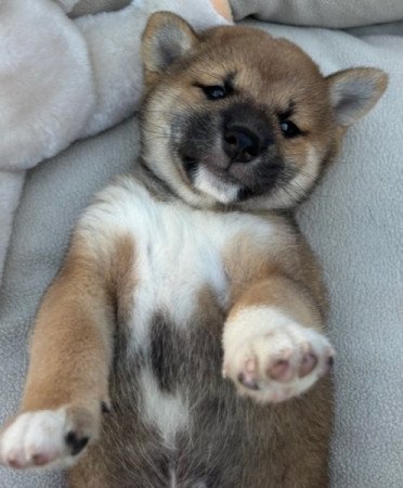 Shiba inu