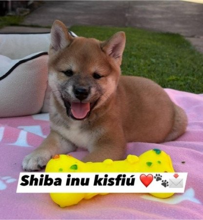 Shiba inu