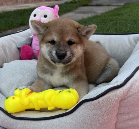 Shiba inu