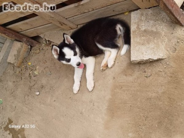 Cuki. Husky  kiskutyák