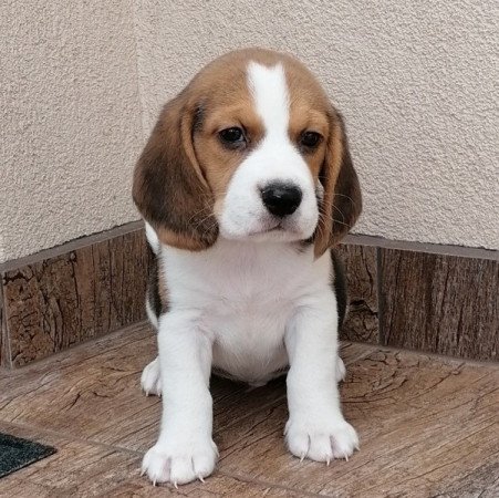 Beagle