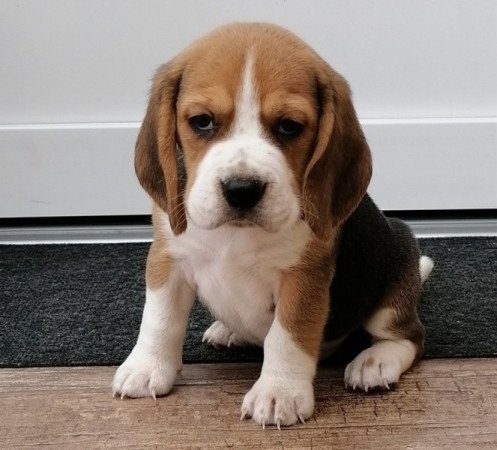 Beagle