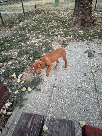 Eladó magyar vizsla