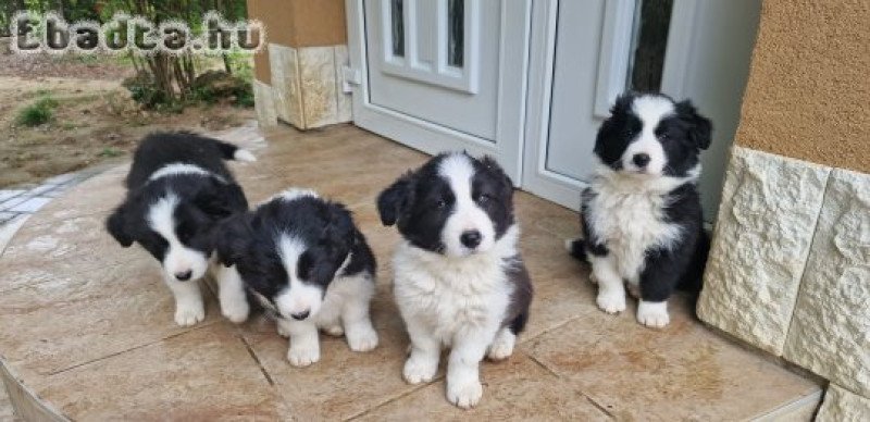 Border collie