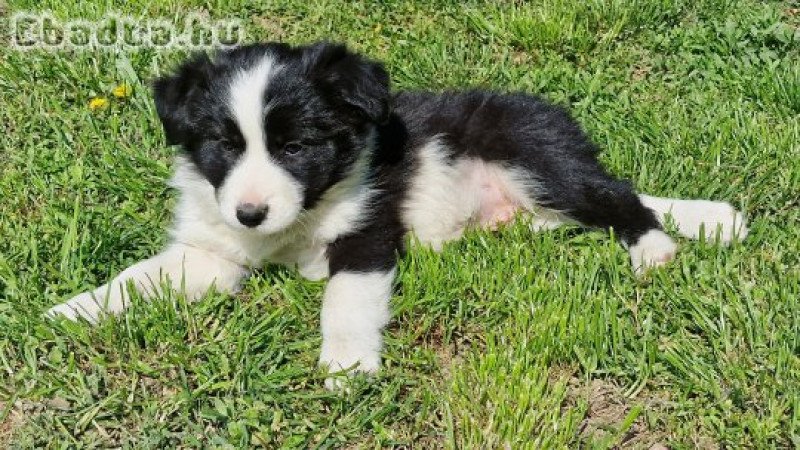 Border collie