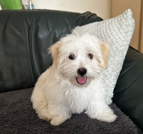 Bichon Havanese