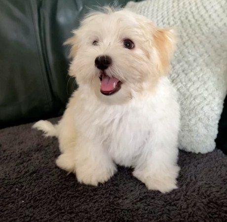 Bichon Havanese