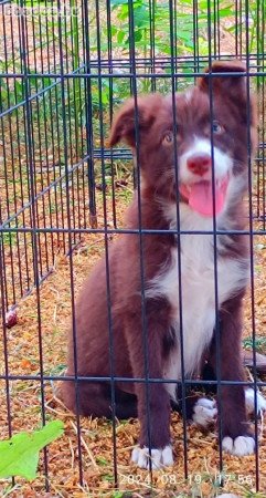 Csokoládé Barna Border Collie