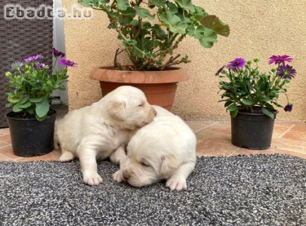 Labrador Kan kiskutyák