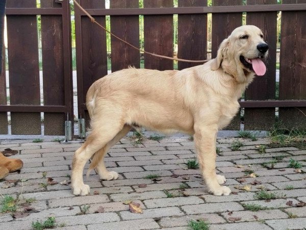 Golden retriever