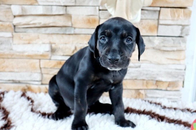 Catahoula Leopárdkutya