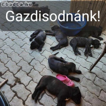 8 hetes szuka Cane Corso kiskutyák