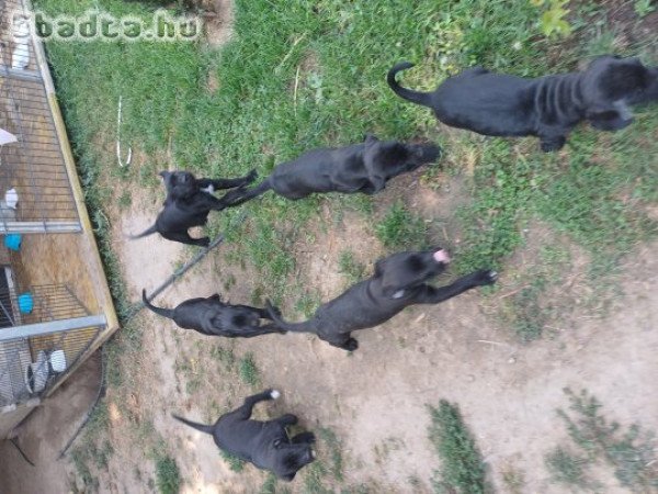 8 hetes szuka Cane Corso kiskutyák