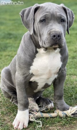 ABKC American Bully XL kék kisfiú!