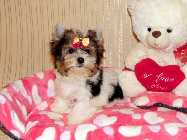 Biewer Yorkshire Terrier Yorki