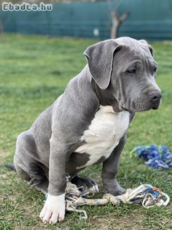 ABKC American Bully XL kék kisfiú!