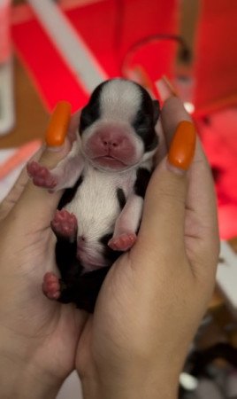 Boston Terrier