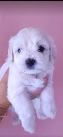 Bischon havanese