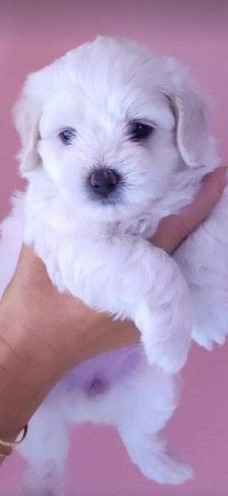 Bischon havanese