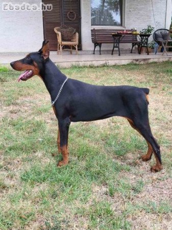 Doberman szuka fiatal kutya