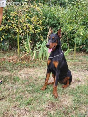 Doberman szuka fiatal kutya