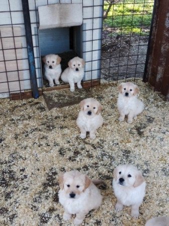 Golden retriever