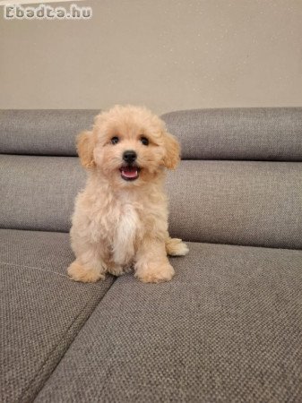 eladó maltipoo máltai selyemszőrű × uszkár