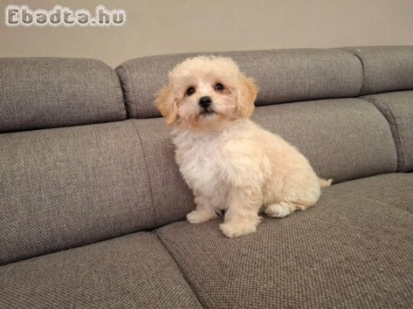 eladó maltipoo máltai selyemszőrű × uszkár