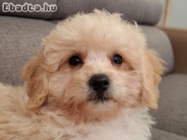 eladó maltipoo máltai selyemszőrű × uszkár