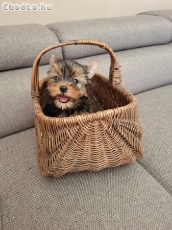 yorkshire terrier mini yorkye