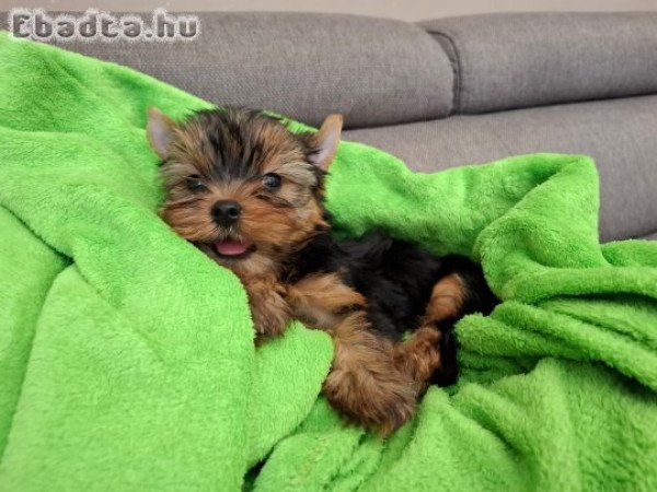 yorkshire terrier mini yorkye