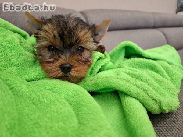 yorkshire terrier mini yorkye