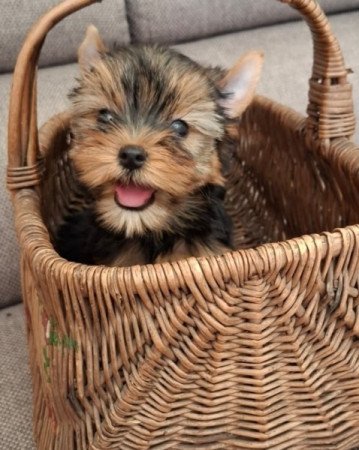 Yorkshire terrier