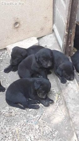 Labrador kölykök