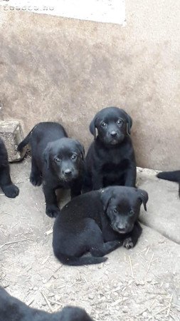 Labrador kölykök