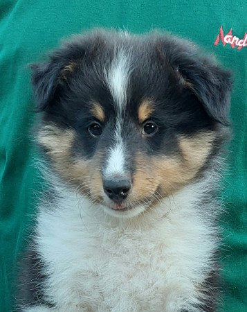 Sheltie