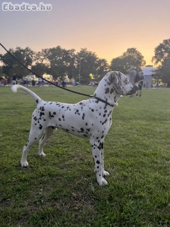 8 hónapos barna pöttyös dalmata kan