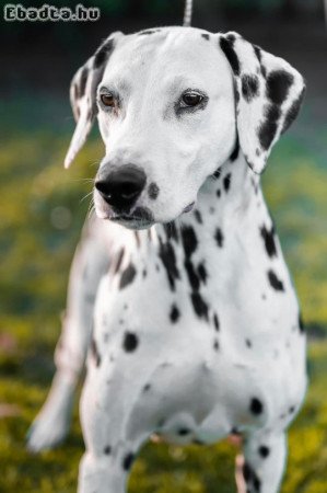 2 éves törzskönyves szuka és kan dalmata