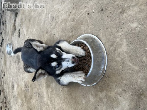 Husky eladó