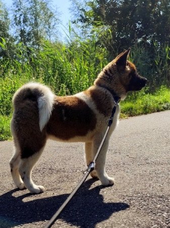 Amerikai Akita