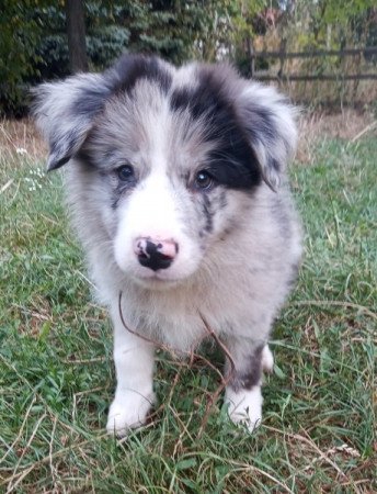 Border collie