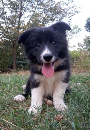 Border collie