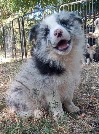 Border collie