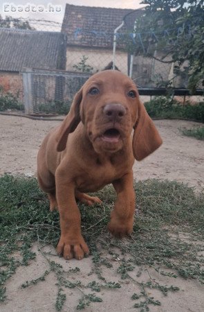 Magyar vizsla