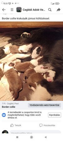 Border collie kiskutyák