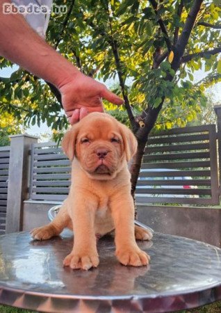 Dogue de Bordeaux kölykök